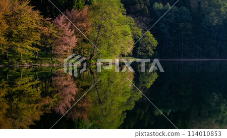 Ooyamazakura reflected on the lake surface at Lake Nakatsuna 114010853