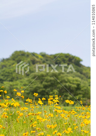 Early summer scenery: Yellow cosmos 114010865