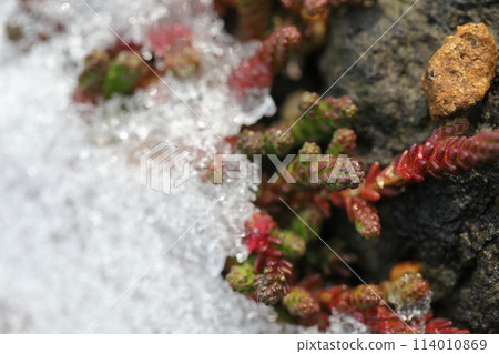 景天英畝與第一場雪 114010869