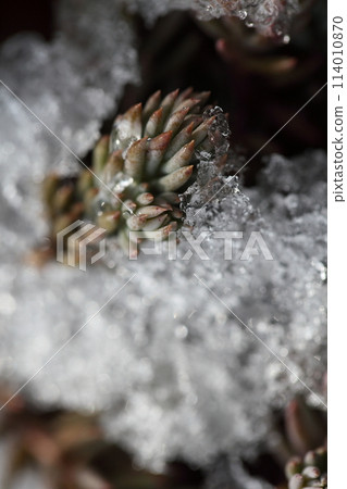 Sedum reflexum and the first snow Sedum reflexum and the first snow 114010870