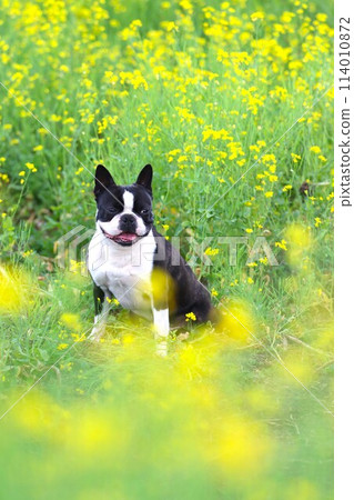 Mighty the Boston terrier sits amongst the rape blossoms and looks out with a smile. 114010872