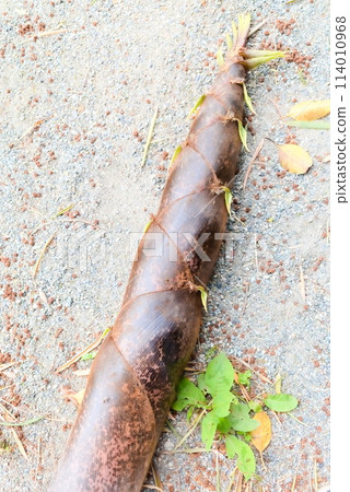 剪下來的竹筍長成竹子 114010968