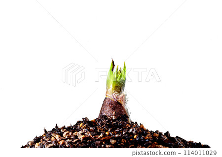 Bamboo shoots sprouting 114011029