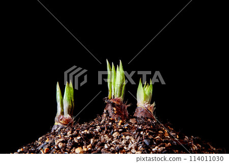 Bamboo shoots sprouting Bamboo shoots sprouting 114011030