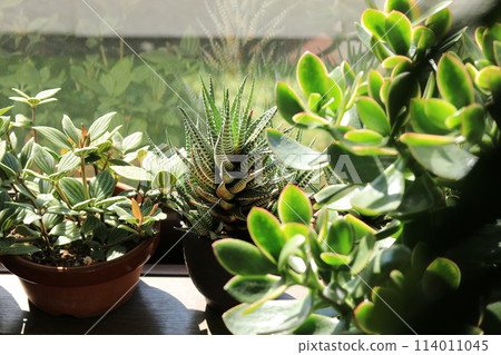 景觀與植物 114011045