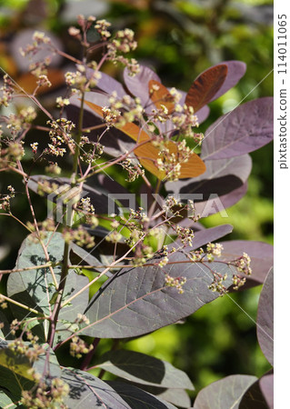 Spring April Small flowers blooming on a smoke tree 114011065