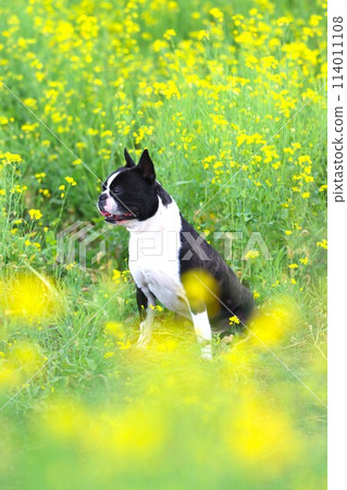 Mighty the Boston terrier sits amongst the rape blossoms and stares out cutely. Mighty the Boston terrier sits amongst the rape blossoms and stares out cutely. 114011108