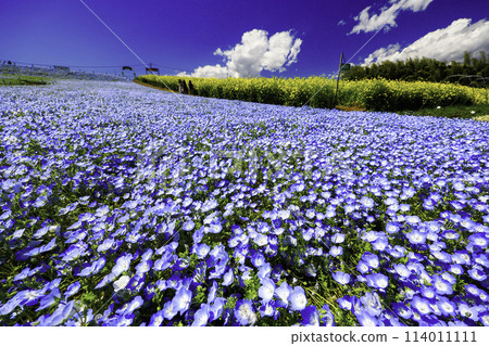 藍天和nemophila 114011111
