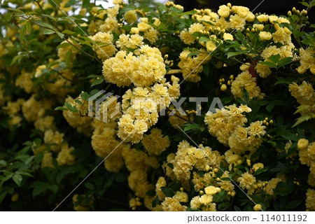 Banksweet rose (Rosa candida) flower Banksweet rose (Rosa candida) flower 114011192