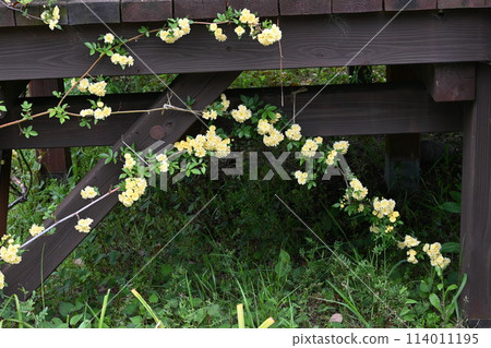 Banksweet rose (Rosa candida) flower Banksweet rose (Rosa candida) flower 114011195