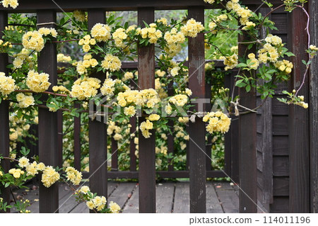 Banksweet rose (Rosa candida) flower Banksweet rose (Rosa candida) flower 114011196