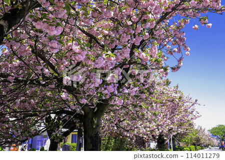 Yaezakura that shines in the blue sky 114011279