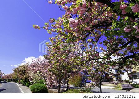 Twelve rows of cherry trees Twelve rows of cherry trees 114011282