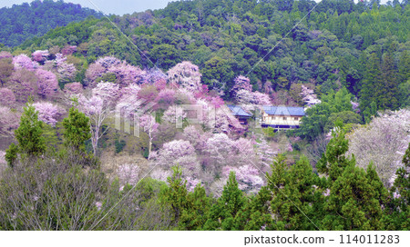 Cherry blossoms in full bloom surrounded by mountains 114011283