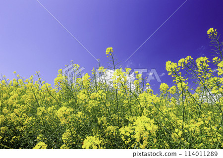 油菜花和藍天 油菜花和藍天 114011289