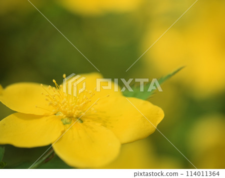 Yellow yamabuki flowers blooming in April 114011364