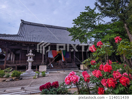 滋賀縣長濱市總持寺大雄寶殿和盛開的牡丹 滋賀縣長濱市總持寺大雄寶殿和盛開的牡丹 114011439