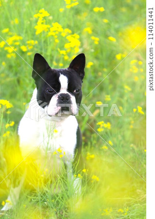 強大的波士頓梗犬凝視著油菜花♡ 強大的波士頓梗犬凝視著油菜花♡ 114011441
