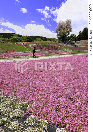 Pink moss phlox and wild cherry blossoms (vertical) Pink moss phlox and wild cherry blossoms (vertical) 114011600