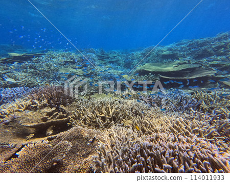 八重山海 114011933