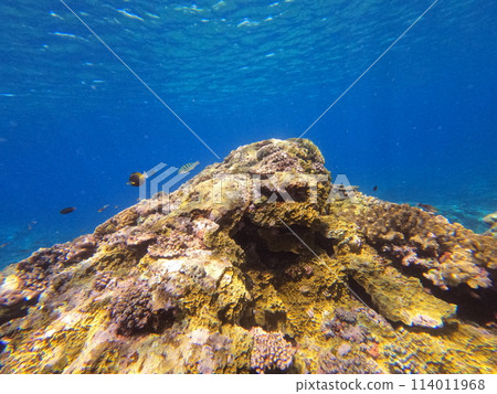 八重山海 八重山海 114011968