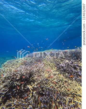 八重山海 114012007