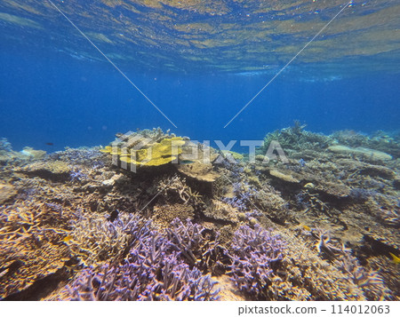 八重山海 114012063