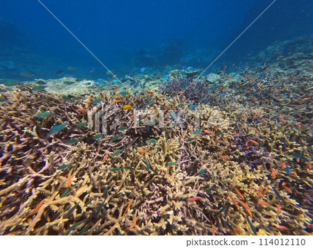 八重山海 114012110