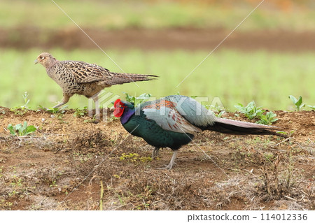 Animals, Wild Birds, Pheasant, Male and Female in Breeding Season. The male, showing off his larger body, approaches the female. Animals, Wild Birds, Pheasant, Male and Female in Breeding Season. The male, showing off his larger body, approaches the female. 114012336
