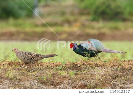 Animals, Wild Birds, Pheasants, A popular male pheasant can attract many females with just one cry... 114012337
