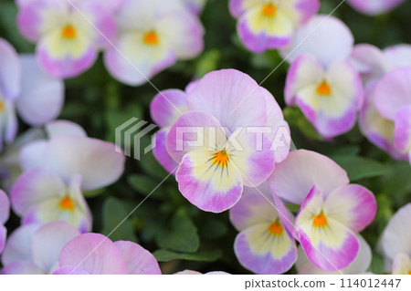 中提琴花 114012447