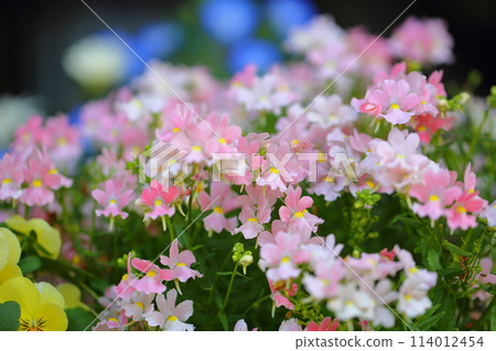 Menesian flower Menesian flower 114012454