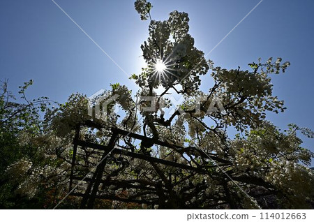 The wisteria of Hakusu-ji 114012663