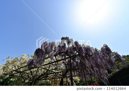 The wisteria of Hakusu-ji 114012664