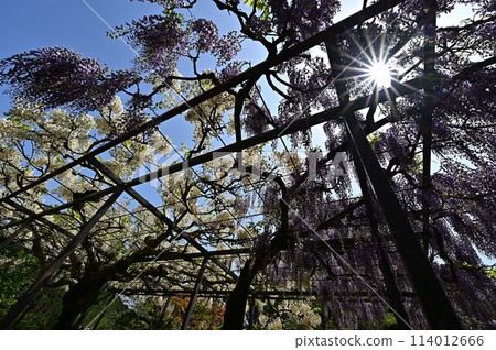 The wisteria of Hakusu-ji 114012666