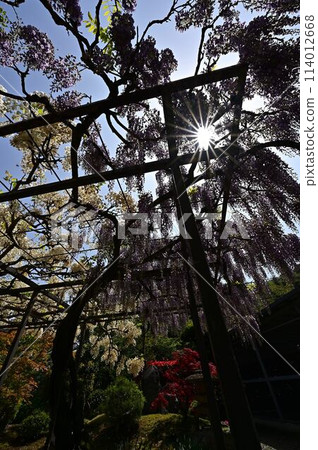 The wisteria of Hakusu-ji 114012668