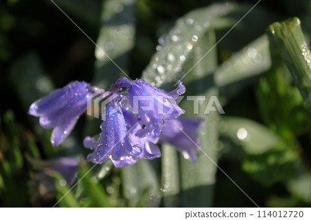 英國藍鈴花被晨露弄濕 英國藍鈴花被晨露弄濕 114012720