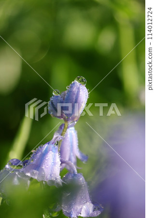 英國藍鈴花被晨露弄濕 英國藍鈴花被晨露弄濕 114012724