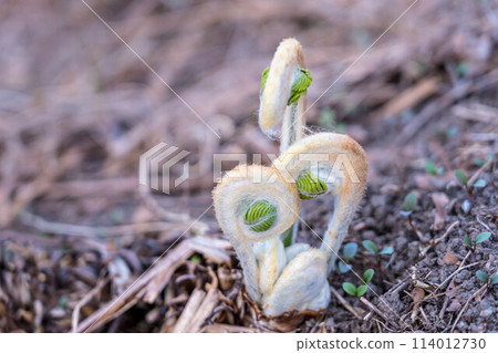 Spring spring from the earth - Breath of life Spring spring from the earth - Breath of life 114012730