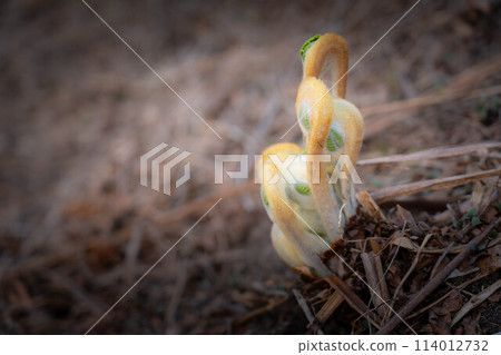 主發條～來自春天大地的氣息～ 114012732
