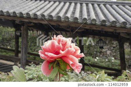 Pink peonies blooming at the temple Pink peonies blooming at the temple 114012959