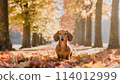 臘腸犬坐在一排落葉和秋葉的樹上 114012999