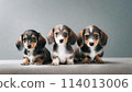 深色背景中的三隻兒童迷你臘腸犬 114013006
