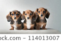 明亮背景中的三隻兒童迷你臘腸犬 114013007