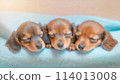 三隻迷你臘腸犬寶寶睡在柔和的燈光下 114013008