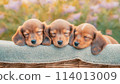 三隻迷你臘腸犬寶寶在柔和的燈光下睡覺 114013009