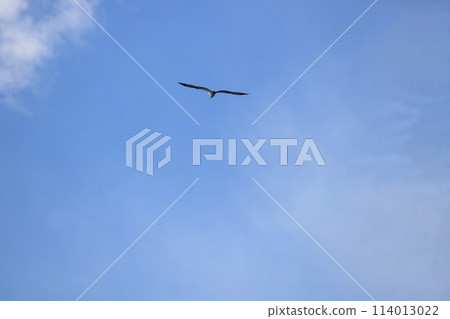 Seagull which fly in the sky 114013022
