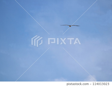 Seagull which fly in the sky 114013023