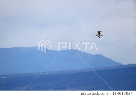 Seagull which fly in the sky 114013024