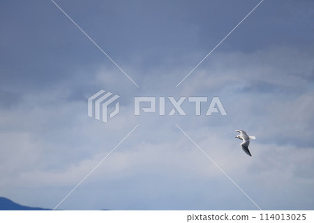Seagull which fly in the sky 114013025